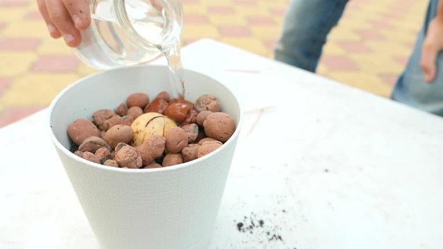 filling the pot with drainage and ground for planting avocados at home. 4k, slow motion