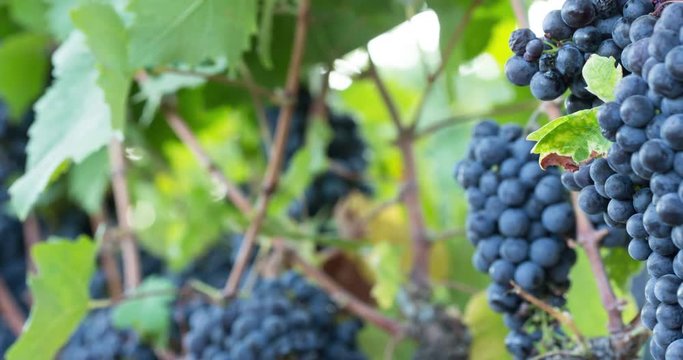 Ripe Grape Clusters on the Vine. Close-up. Footage from Lake County, California