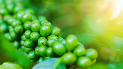 Green Coffee Bean in Chiang Rai Province, Northern Thailand.