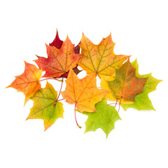 Fototapeta na wymiar colorful autumn maple leaf isolated on white background