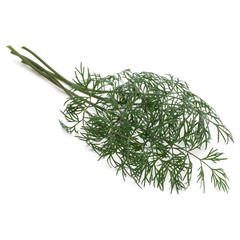 Close up shot of branch of fresh green dill herb leaves isolated on white background