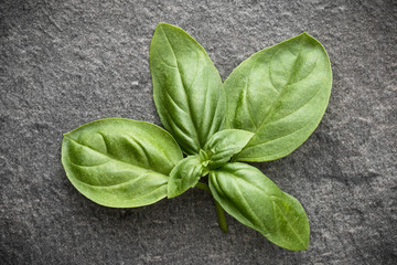 Sweet basil leaves over grey stone background. Top view.