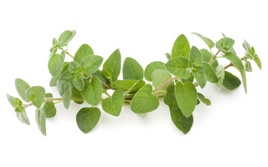 Oregano or marjoram leaves isolated on white background cutout