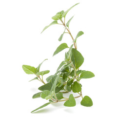 Oregano or marjoram leaves isolated on white background cutout