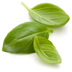 Sweet basil herb leaves isolated on white background closeup