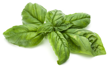 Close up studio shot of fresh green basil herb leaves isolated on white background. Sweet Genovese basil.