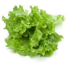 fresh green lettuce salad leaves isolated on white background