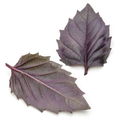 Close up studio shot of fresh red basil herb leaves isolated on white background. Purple Dark Opal Basil.