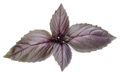 Close up studio shot of fresh red basil herb leaves isolated on white background. Purple Dark Opal Basil.