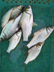 river fish raw fresh