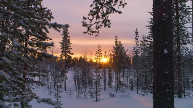 AERIAL CLOSE UP: Golden sun shining trough pine trees covered in snow at winter sunset. White spruce forest under fresh snow blanket at golden winter sunrise. Sun setting behind snowy conifer woods