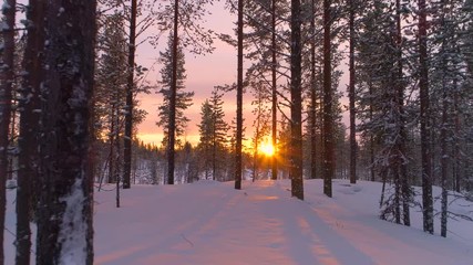 AERIAL CLOSE UP: Flying past snowy pine trees in winter forest at golden sunset. Gold sunrays shining trough pine forest covered in snow at winter sunrise. Sun setting behind white snowy conifer woods - Powered by Adobe