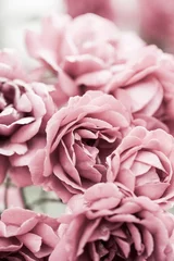 Crédence de cuisine en verre imprimé Roses Détails roses colorés, beaux et délicats