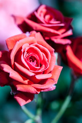 Colorful, beautiful, delicate rose details