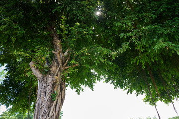 Fototapeta premium The Banyan tree that is rich with lush green leaves