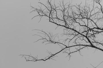 Dead tree isolated for halloween or scary. black and white tone.