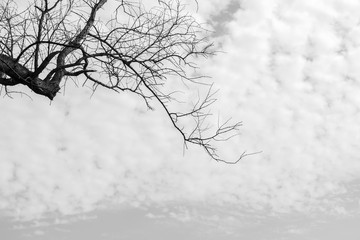 Dead tree isolated for halloween or scary. black and white tone.