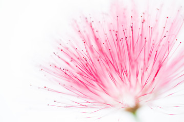 Obraz premium Delicate