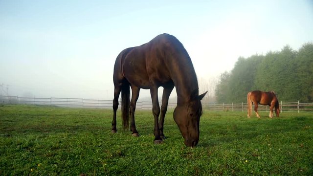 Black horse eating grass at rural field. Herd horses grazing on horse farm