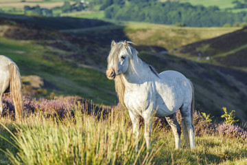 Obraz na płótnie Canvas White Dartmoor Stallion on Upland Heathland in Summer