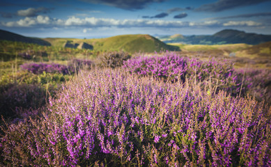 Plakat Blooming Heather at Scenic Moorland