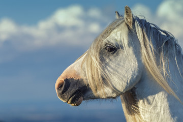 White Stallion Portrait on Cloudy Blue Sky Background