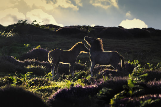 Upland Wild Ponies