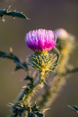 Purple Flower Thistle
