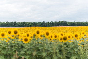 Sunflower Field