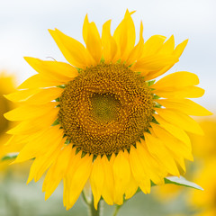 Naklejka premium Sunflower