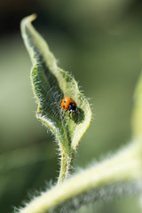 Lady Bug on Sunflower Leaf