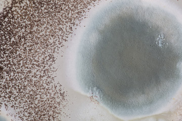 Mold closeup. Coconut juice was placed for a long time. 