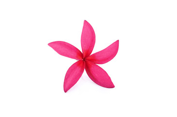 Plumerias on white background