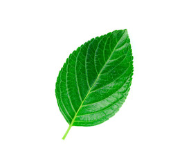 Obraz premium Tropical leaves on white background