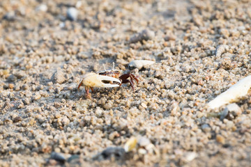 Fiddler Crab