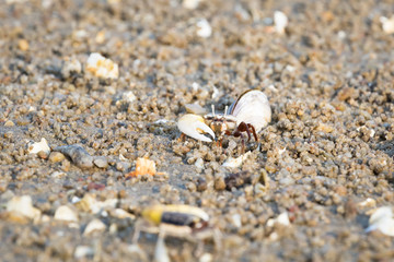 Fiddler Crab
