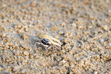 Fiddler Crab