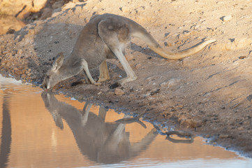 Sturt National Park, New South Wales, Australia, red kangaroo drinking at a waterhole