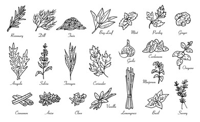 Fototapeta na wymiar kitchen herbs and spices, vector doodle sketch