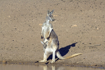 Sturt National Park, New South Wales, Australia  kangaroo with joey at a waterhole.