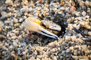 Fiddler Crab
