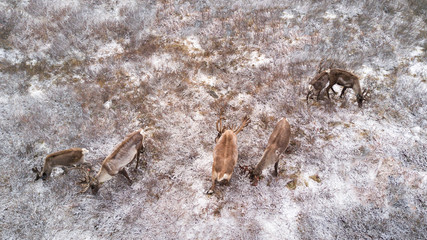Drone view of reindeer on a snowy mountain in taiga. Khuvsgol, Mongolia.