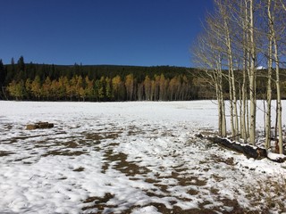 Autumn aspen trees in Colorado