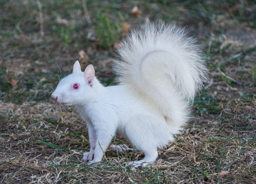 White Squarrel