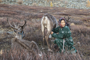 tsaatan woman milking a reindeer