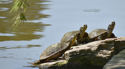 Fototapeta na wymiar Three Turtles on a Rock