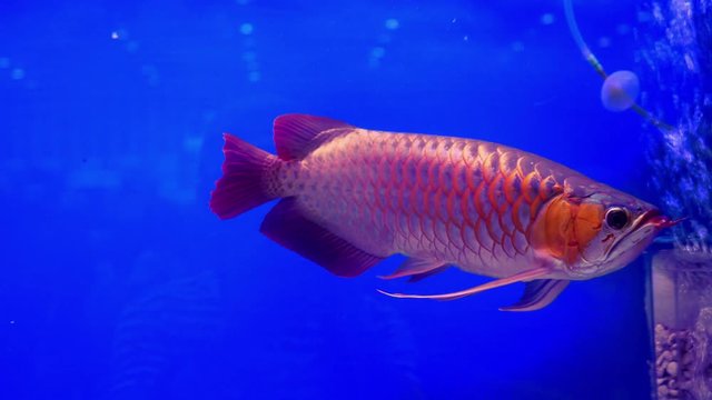 Fish Arowana (fish dragon) float and swim showing it beautiful and shining scale is fish of good luck, according to Asian beliefs.