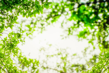 Tree, abstract natural backgrounds, View of green leaf in garden at summer under sunlight.
