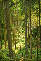 Sunlight pouring through forest trees in the woods