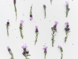 High angle full frame view of lavender flowers with stems arranged on white background